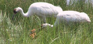 Whooping Crane Chicks