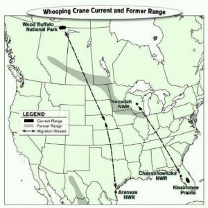 Whooping Crane Migration Routes