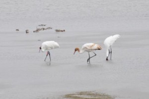 Whooping crane family with banded individual.