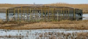 Acclimation pen. Photo by Michael Seymour, LDWF