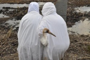 Costumed caretakers process a bird at the release pen in Louisiana. Photo by Brac Salyers, LDWF