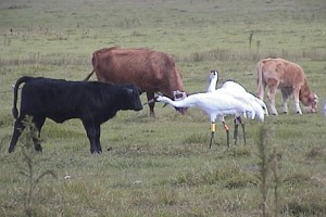 Whooping crane pokes calf on nose when it gets too close.