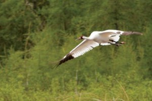 Fort Smith local Ronnie Schaefer believes the whooping crane (like the one pictured here) shot in South Dakota was one of the famous Lobstick pair. (Photo: Klaus Nigge)