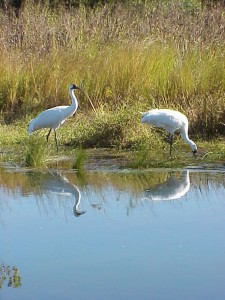 Whooping cranes in Aransas NWR marsh.