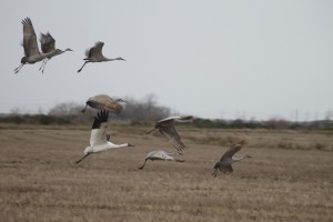 Whooping crane with sandhill cranes in Texas rice field.     Photo by:  Leanne Sliva