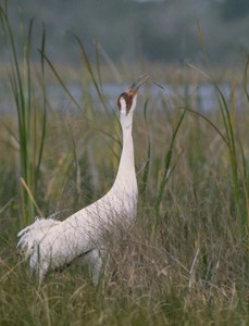 ML: ML Audio 2739: Whooping Crane     