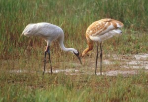 Adult (left) and juvenile (right)whooping cranes.