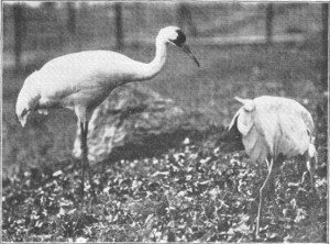 Photo was taken at "WHOOPING CRANES IN THE ZOOLOGICAL PARK "