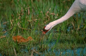 whooper chick with adult in marsh