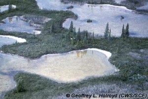 The nesting habitat of the Whooping Crane consists of marshes, shallow ponds, small creeks, and patches of wooded terrain and shrubs. Winter habitat consists of salt or brackish tidal marshes, tidal flats, freshwater upland ponds, and grassland. The birds also have traditional spots in Saskatchewan where they return each fall during migration. Note two whooping cranes in the center of the photograph