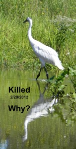 Whooping crane single  Killed -Why