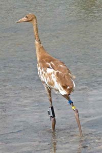 Whooping Crane Tracking Partnership