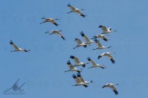 Whooping cranes (16) by Mike Umscheid 121109_105916