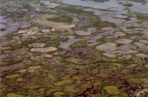 Whooping crane nesting habitat, WBNP, Canada. photo bu Brian Johns