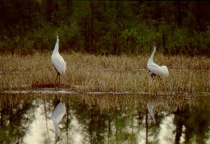 Whooping Cranes making unison call at nest site, Wood Buffalo National Park, Canada.  ** photo by Brian John, President, Whooping Crane Conservation Associations **