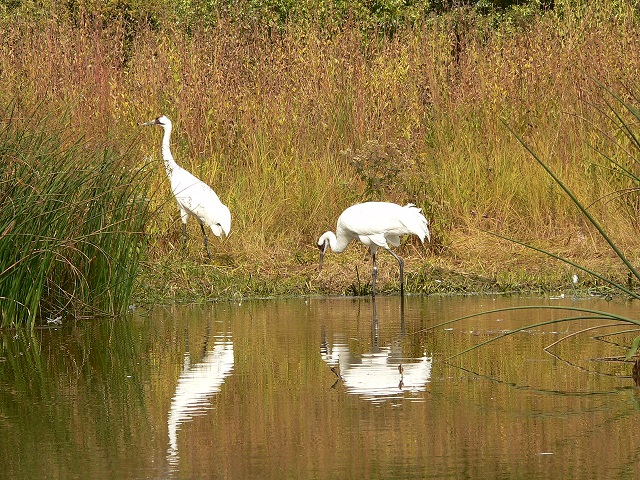 Whoopers