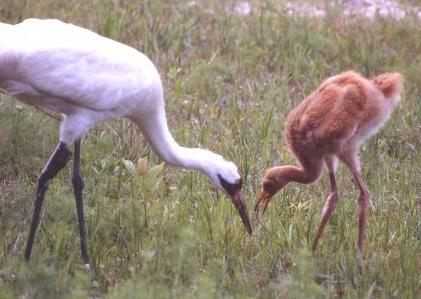 Lucky the Whooping Crane